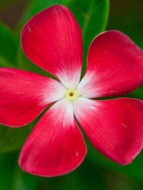 LIVE AS IS AS DESCRIBED